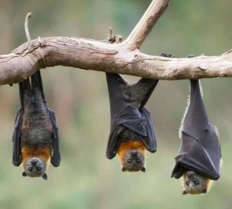 蝙蝠寿命最长,蝙蝠的寿命有多久?