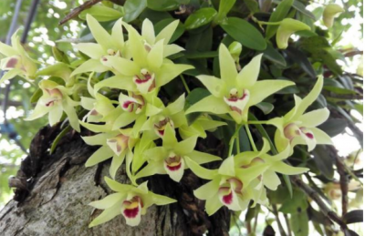 石斛花泡水能天天喝,石斛花泡水可以天天喝吗