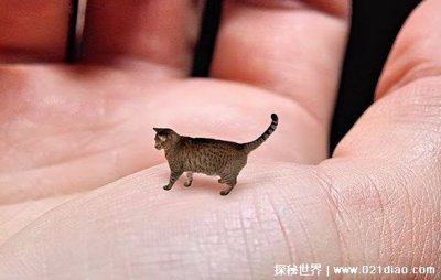 ​世界上最小的猫 身高大概在6.92厘米左右