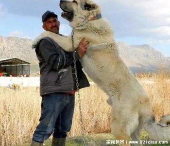 ​世界上最大的狗 土耳其坎高被列为国家一级保护动物