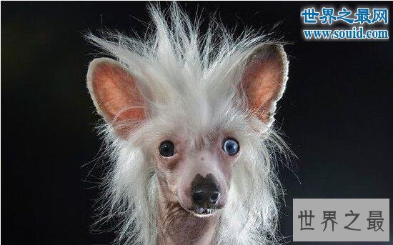 中国最丑的狗，中国冠毛犬(身体没有毛的裸奔犬)