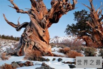 ​最古老的树“老吉诃德”9500岁 ，世界上最古老的10棵树