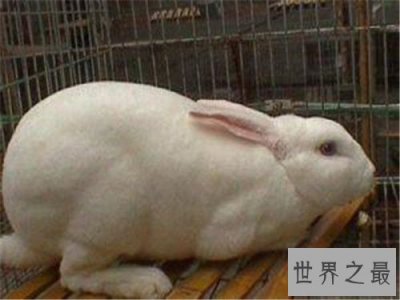 ​世界上最小的兔子，这些小兔子简直萌翻了