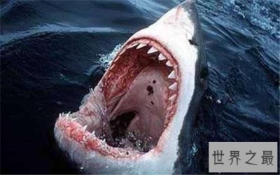 ​世界十大咬合力最强动物，大白鲨垫底第一竟然是它！