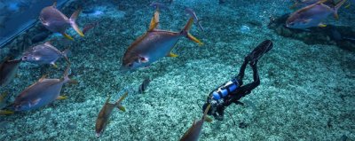 白斑狗鱼长什么样 白斑鱼是什么鱼