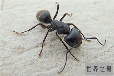 ​家里有蚂蚁怎么办 多种家常妙招让你消灭它们
