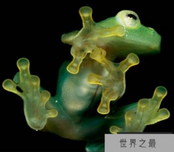 ​世界上最怪异的十种青蛙排行榜,玻璃蛙竟可以看到内脏(全身透明)