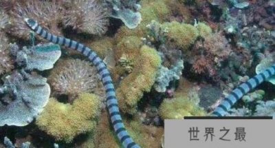 ​世界十大最毒的蛇排名 贝尔彻海蛇排第一名