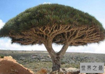 ​世界上最古老的树，寿命已经4842岁了