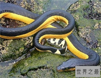 ​世界上最毒的蛇贝尔彻海蛇长达3米 一口毒液杀死一千人