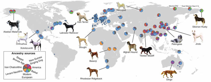 基因揭示万年来人类与狗的“交集”
