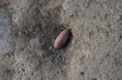 ​山西夏县师村遗址发现6000年前石雕蚕蛹