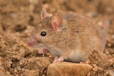​14500年前出现在地球上的小家鼠“侵占”欧洲的时间比以前想象的要晚得多