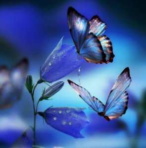​世界上最美的蝴蝶有哪些（8种漂亮蝴蝶的简介及图片）