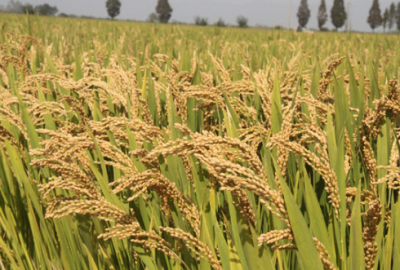 ​杂交粳稻品种天隆优619高产栽培技术 怎么养殖比较好