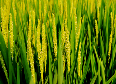 ​单季稻孕穗抽穗期病虫综合防治意见 水稻病害解决方法