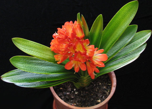 君子兰的养殖方法和注意事项（图）(图2)