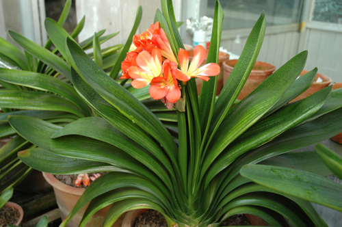 君子兰的养殖方法和注意事项（图）(图1)