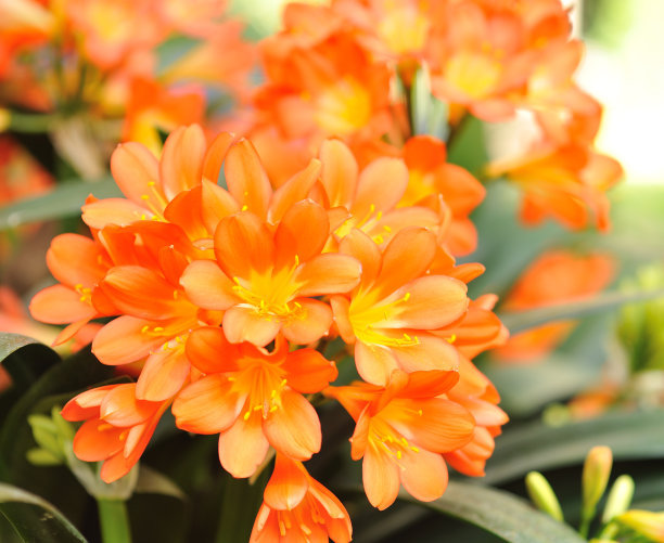 君子兰的养殖方法和注意事项（图）(图3)