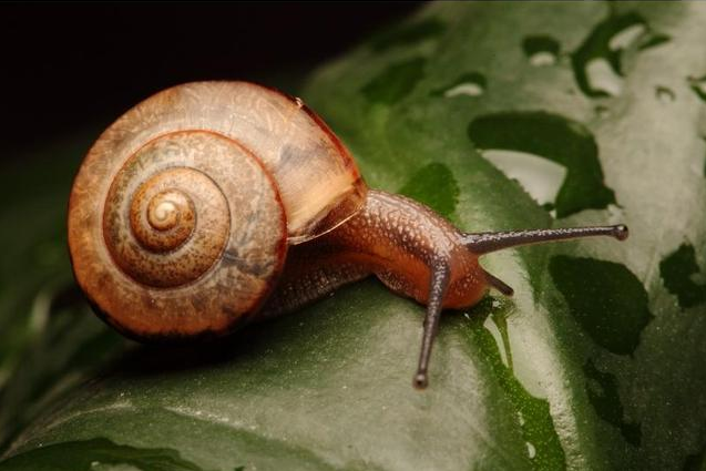 雌雄同体的动物(图3)