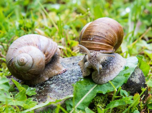 雌雄同体的动物(图5)