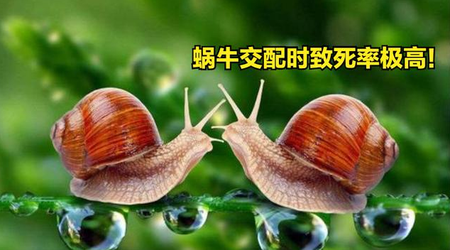 雌雄同体的动物(图1)