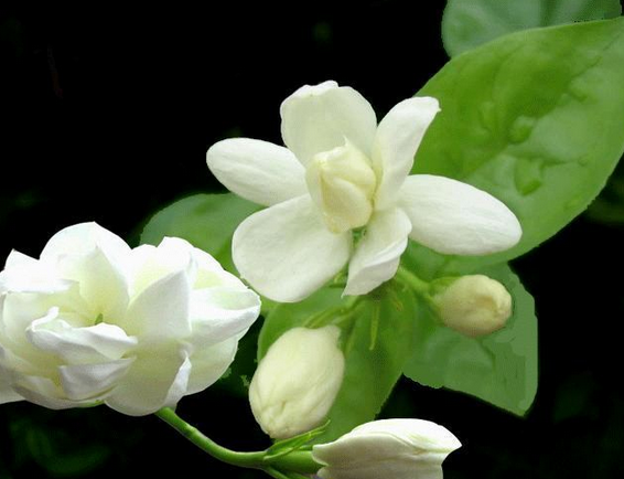 茉莉花的养殖方法和注意事项(图3)