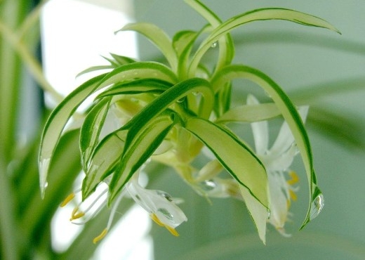 看看你的生肖适合养什么植物(图3)