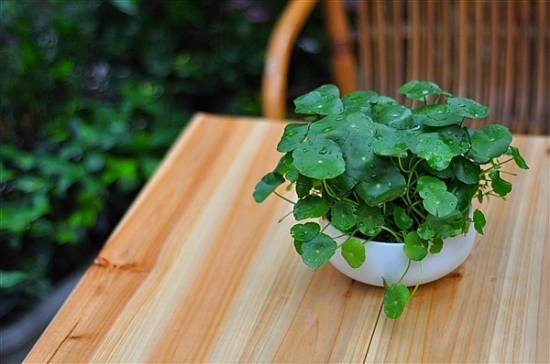 看看你的生肖适合养什么植物(图7)