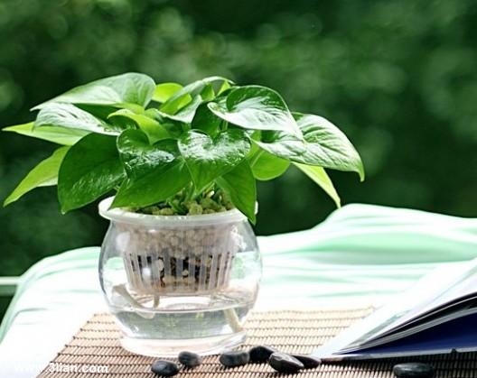 看看你的生肖适合养什么植物(图8)