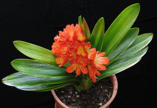 看看你的生肖适合养什么植物(图9)