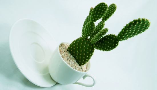 看看你的生肖适合养什么植物(图6)