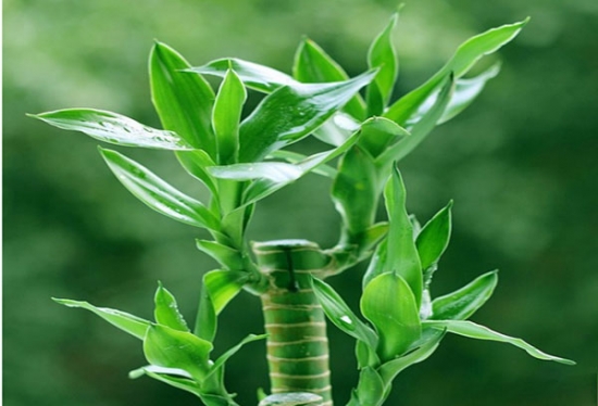 看看你的生肖适合养什么植物(图5)