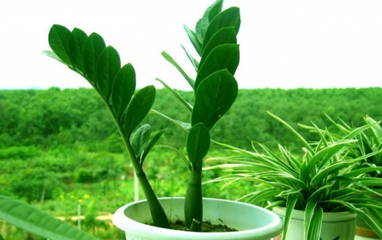 看看你的生肖适合养什么植物(图2)