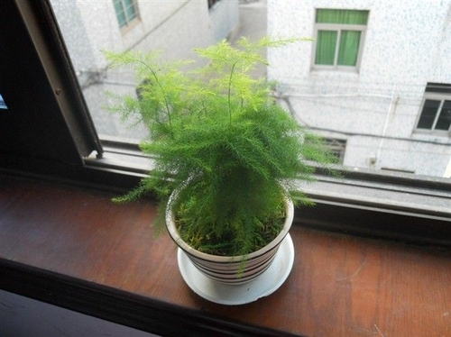 看看你的生肖适合养什么植物(图4)