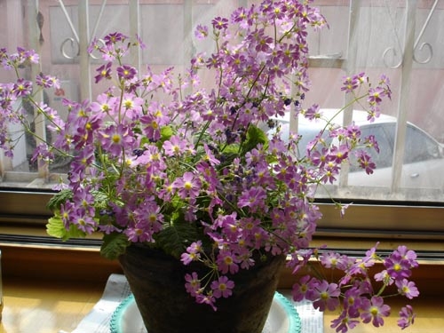 看看你的生肖适合养什么植物(图13)