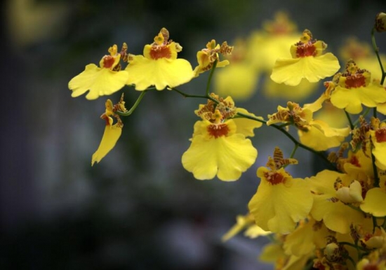 12星座适合养什么花草，12星座养什么植物旺财(图11)