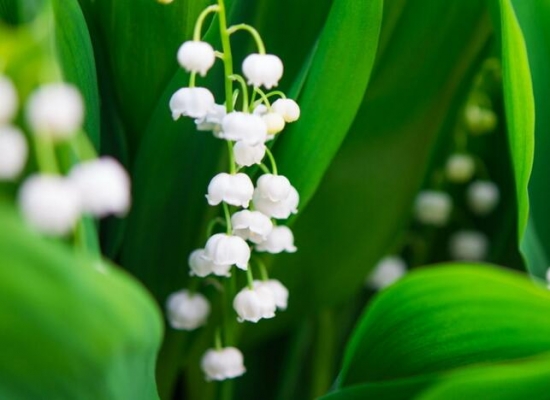 12星座适合养什么花草，12星座养什么植物旺财(图4)