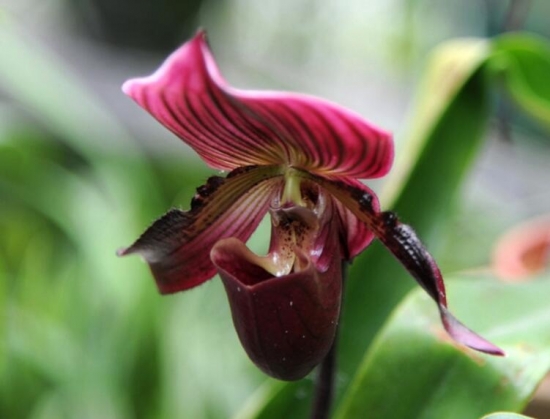 12星座适合养什么花草，12星座养什么植物旺财(图12)