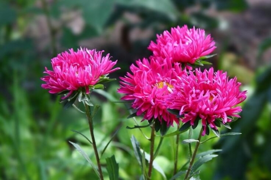 12星座适合养什么花草，12星座养什么植物旺财(图3)