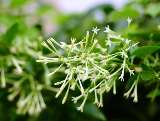 12星座适合养什么花草，12星座养什么植物旺财(图5)