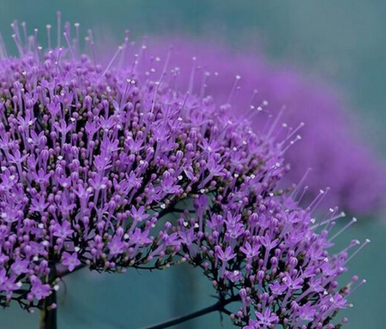 12星座适合养什么花草，12星座养什么植物旺财(图9)