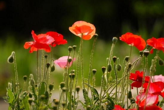 12星座适合养什么花草，12星座养什么植物旺财(图7)