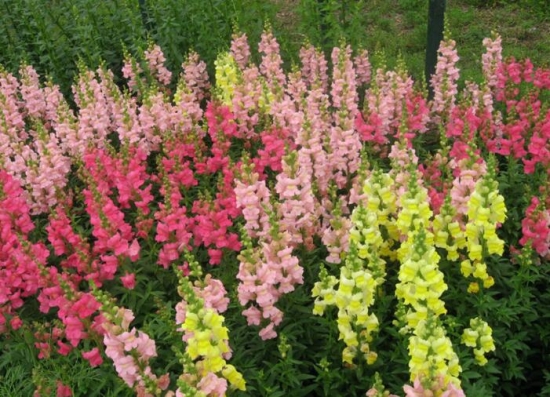 12星座适合养什么花草，12星座养什么植物旺财(图1)