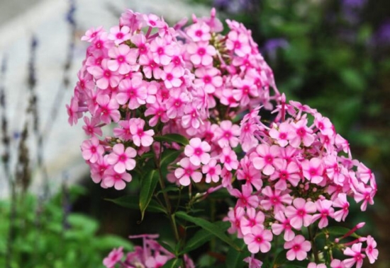 12星座适合养什么花草，12星座养什么植物旺财(图6)