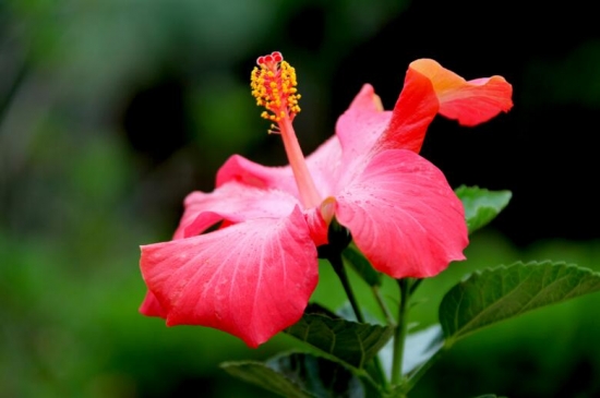 12星座适合养什么花草，12星座养什么植物旺财(图8)