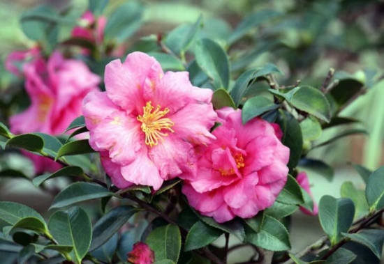 12星座适合养什么花草，12星座养什么植物旺财(图10)