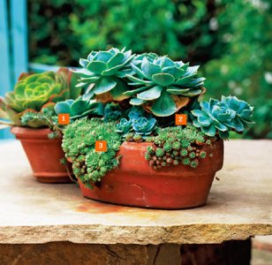 ​多肉植物的养殖方法和注意事项