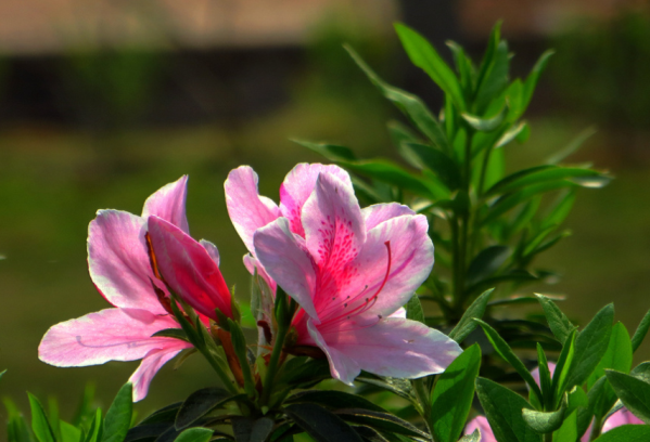 杜鹃花的养殖方法和注意事项（图）(图1)