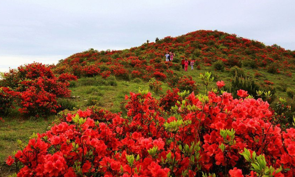 杜鹃花的养殖方法和注意事项（图）(图2)